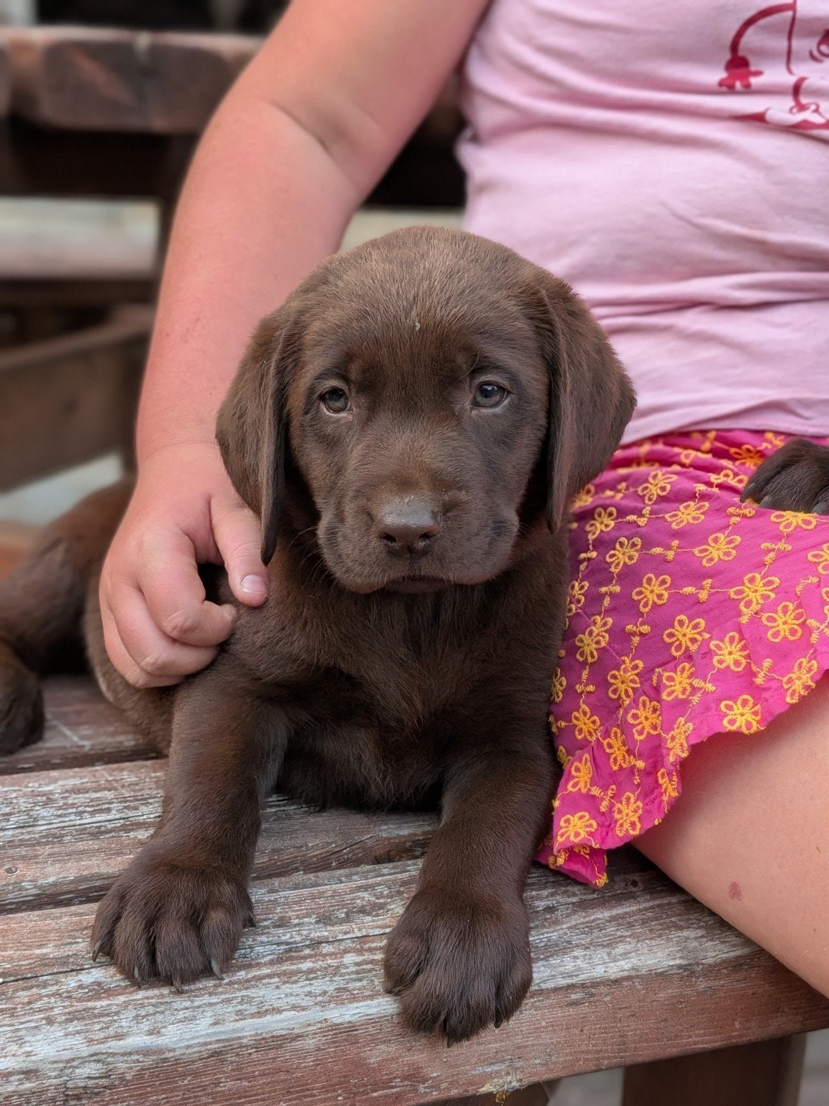Prachtige bruine Labrador pups, 8 tot 15 weken, Groot, Meerdere, Meerdere dieren