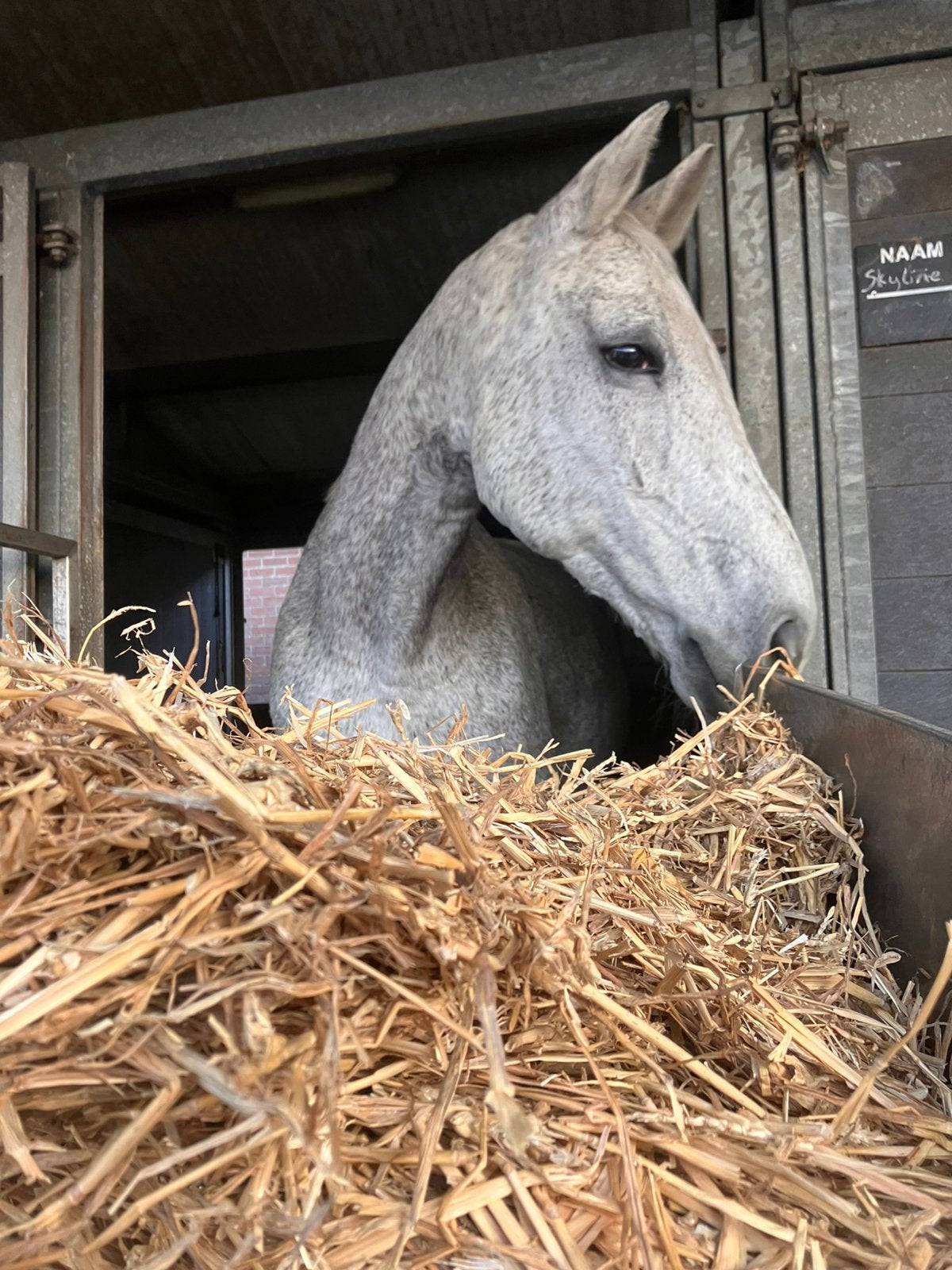 Gezocht: fijne pensioenplek voor mijn lieve merrie, Dieren en Toebehoren, Stalling, 1 paard of pony