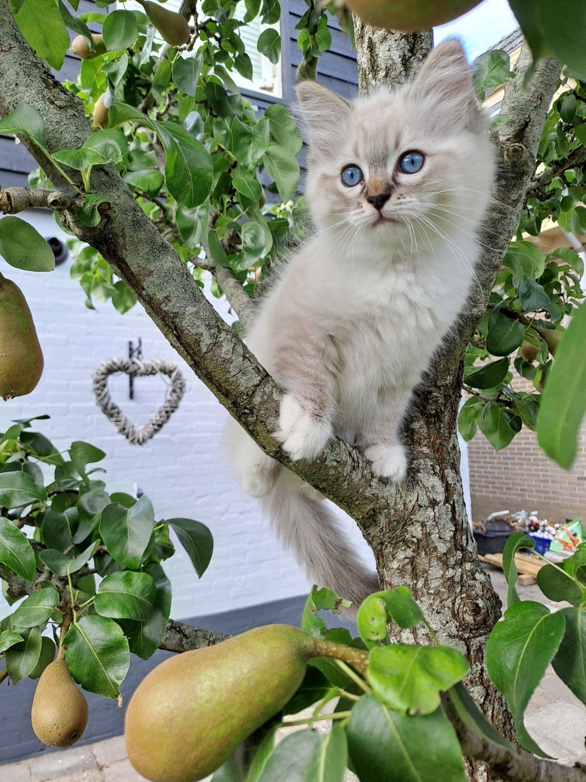 Mooie Ragdoll kittens, Meerdere dieren, Ingeënt