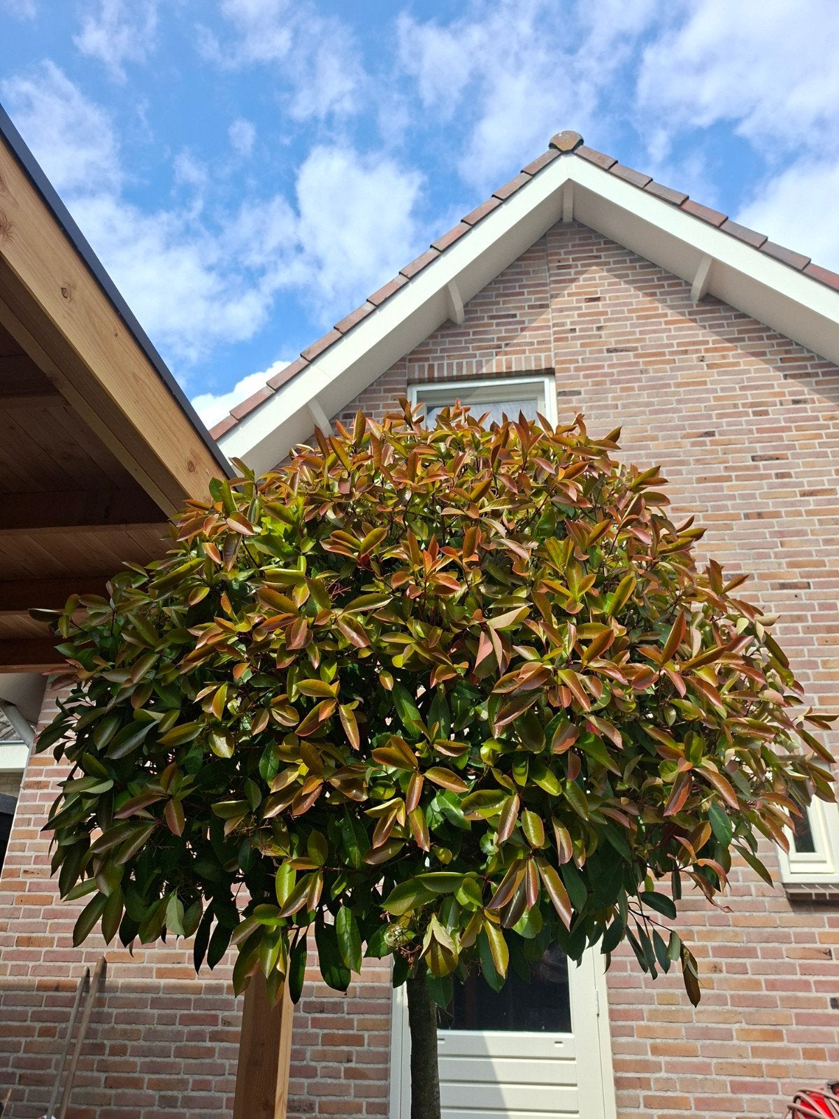 2 x Red Robin op stam, Tuin en Terras, Planten | Bomen, Ophalen, Halfschaduw, Bolboom, 100 tot 250 cm