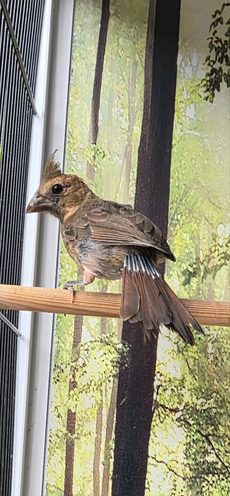 Jonge Rode Kardinaal,  man, Dieren en Toebehoren, Vogels | Overige Vogels, Mannelijk, Wildzangvogel, Geringd