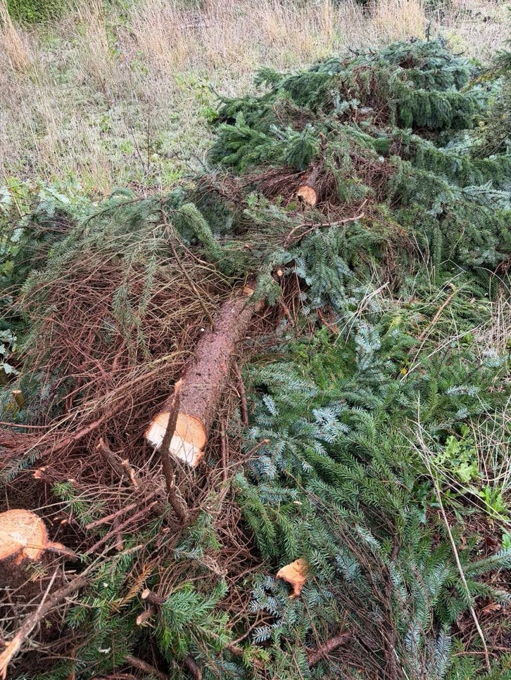 Gratis stukken kerstbomen af te halen, Tuin en Terras, Planten | Bomen, Ophalen, Volle zon, Overige soorten