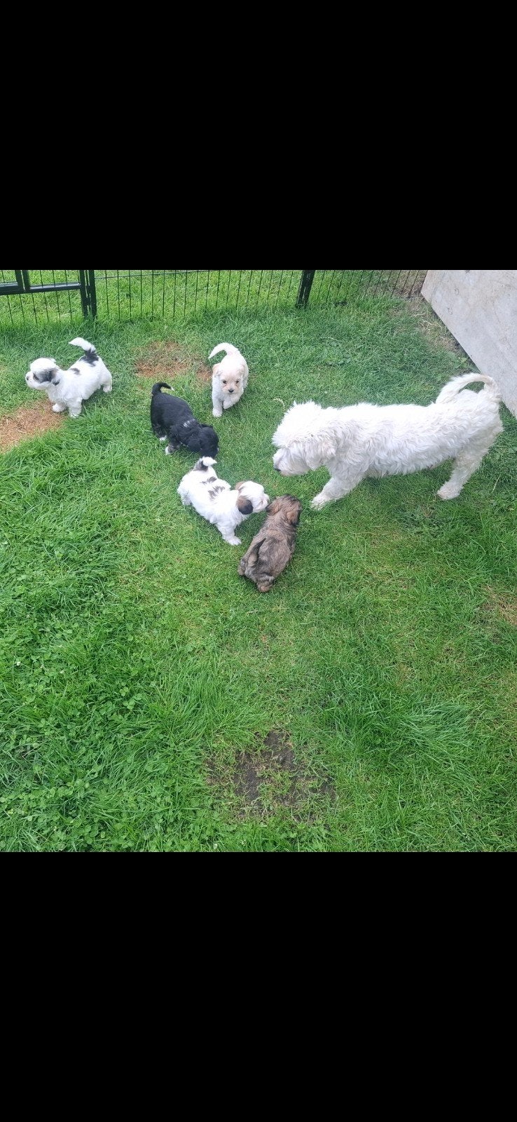 Maltezer/Boomer pups, Dieren en Toebehoren, Honden | Niet-rashonden, 8 tot 15 weken, Meerdere, Meerdere dieren, Klein