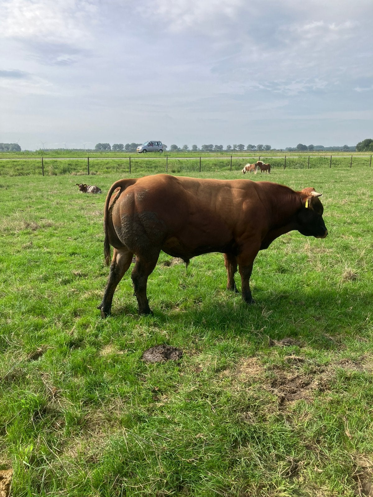Dikbil fok stier en zoogstel, Dieren en Toebehoren, Runderen, Mannelijk