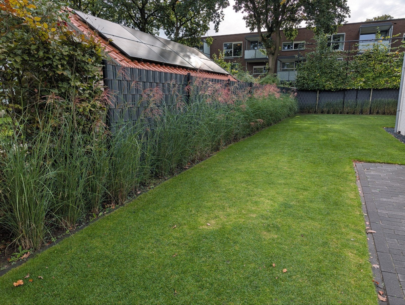 Gratis af te halen: Jonge rietplanten/ siergrassen, Ophalen, Siergrassen, Volle zon