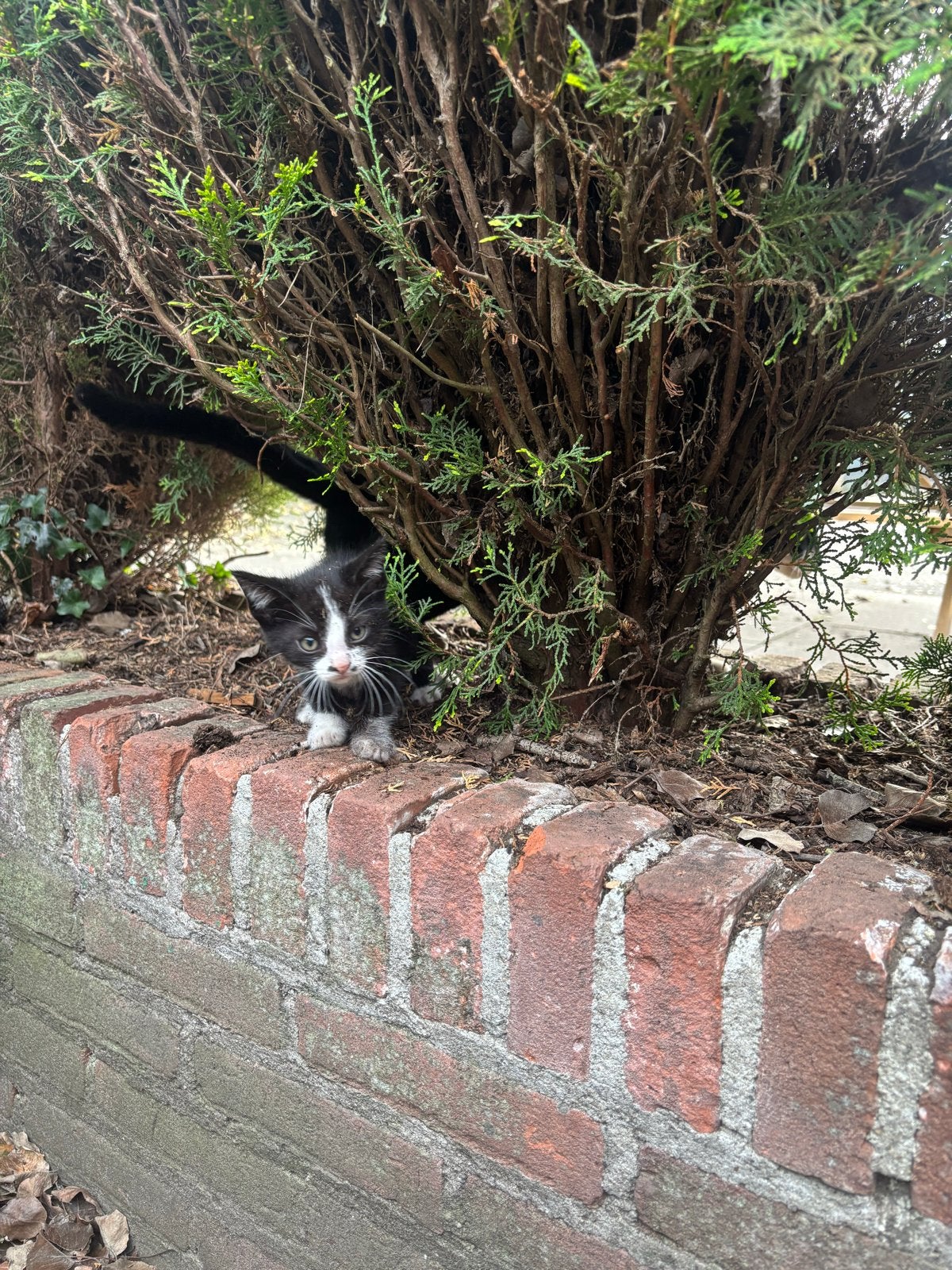 Boerderijkittens te koop!, Meerdere dieren
