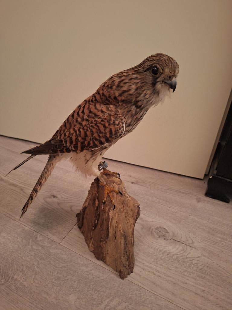 Opgezette Torenvalk. Vogel opgezet., Verzamelen, Dierenverzamelingen, Opgezet dier, Vogel, Ophalen of Verzenden