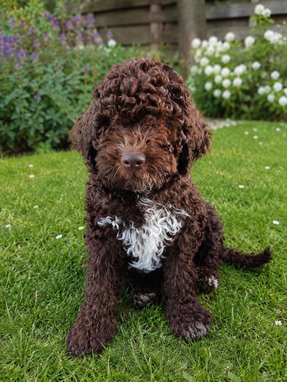 Lagotto romagnolo pup, 15 weken tot 1 jaar, Parvo, Eén hond, Nederland