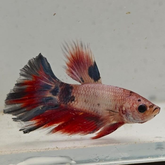 betta splendens man 26, Vis