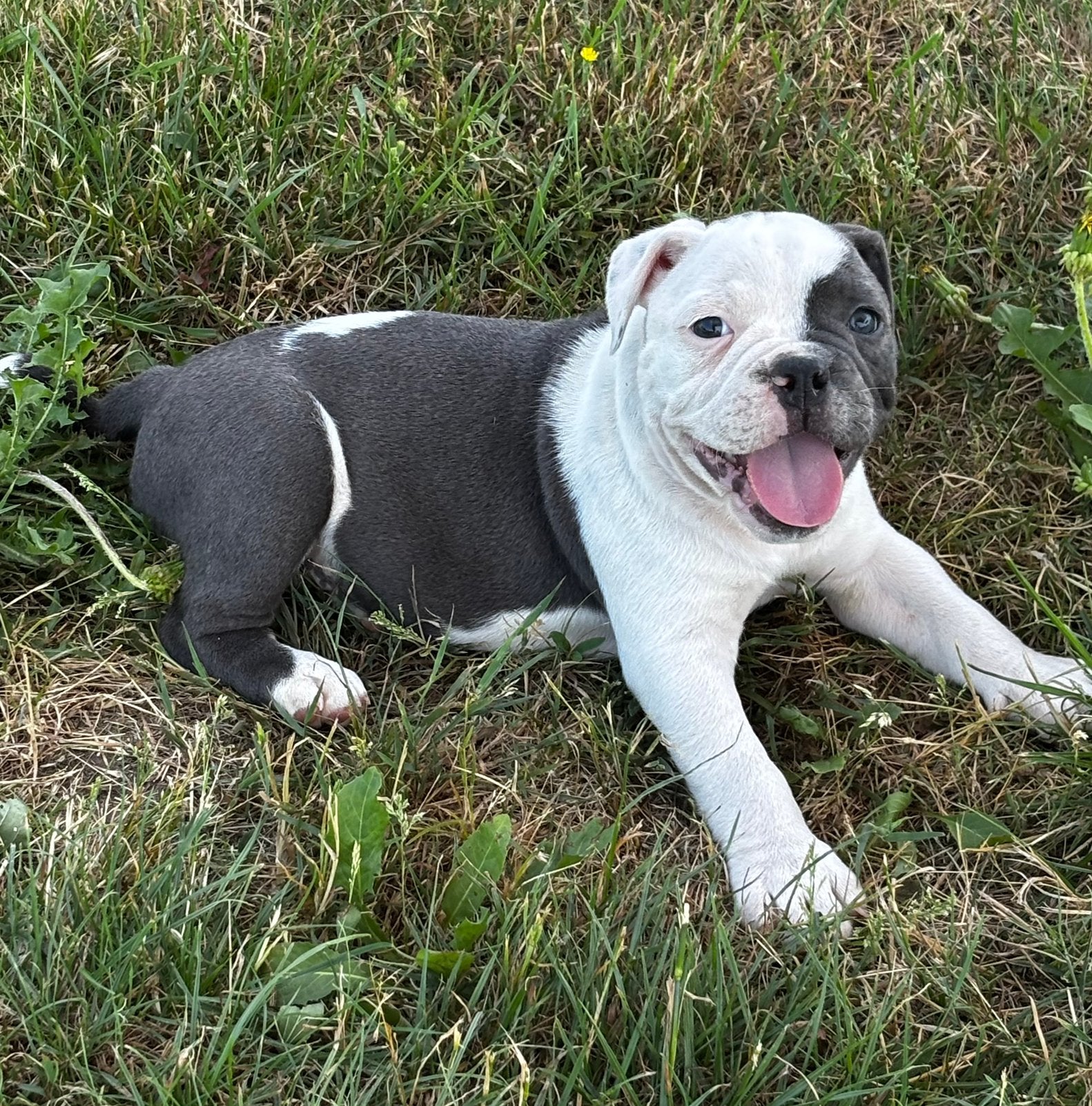 Old English Bulldog pups , vakantie oppas mogelijk, Dieren en Toebehoren, Parvo, 8 tot 15 weken, Bulldog, Meerdere