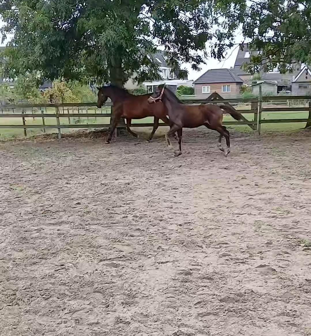 mooi merrieveulen te koop, Dieren en Toebehoren, Hengst, Minder dan 160 cm, 0 tot 2 jaar