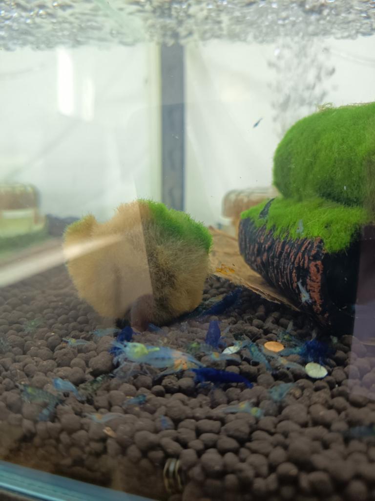 10 blauwe garnalen voor 7,50, Kreeft, Krab of Garnaal, Zoetwatervis