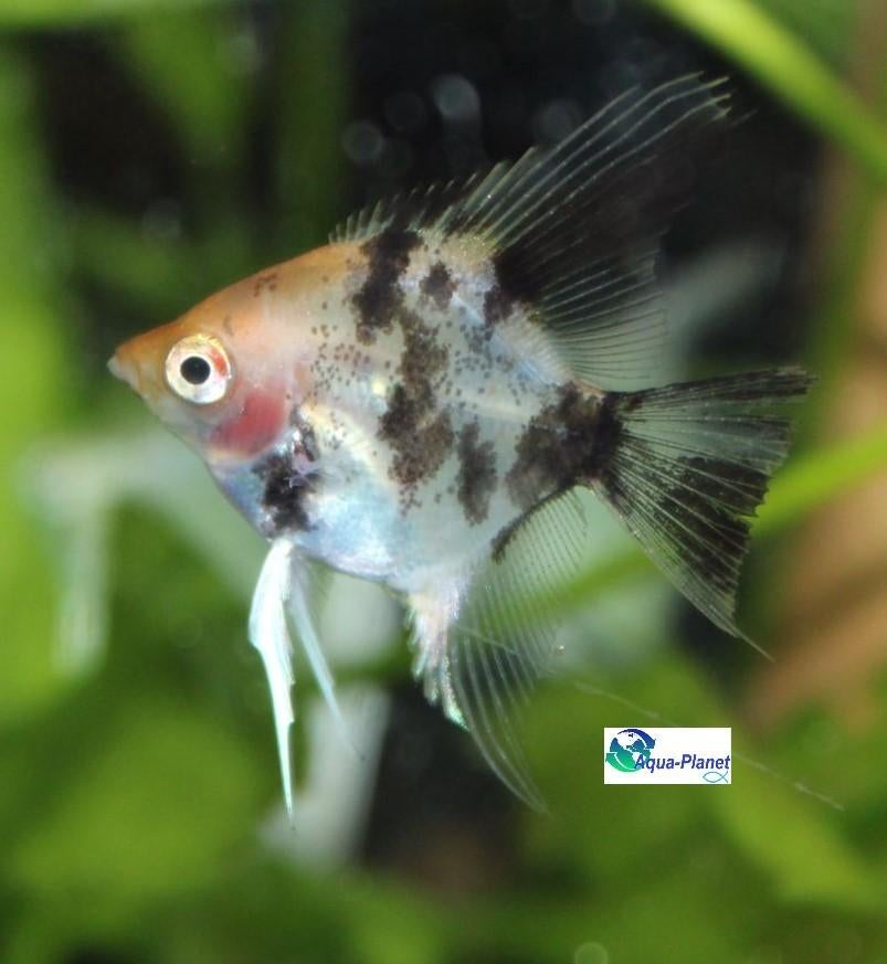 Maanvis "Koi", Vis, Zoetwatervis, Schoolvis