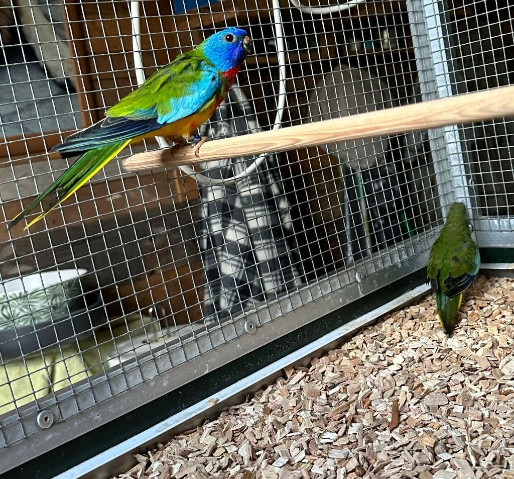 Koppel splendid parkieten, Meerdere dieren