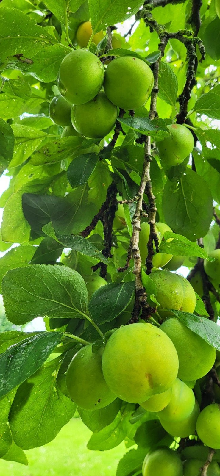 Binnenkort te koop! Pruimen Reine Claude uit eigen tuin, Tuin en Terras, Planten | Fruitbomen, Ophalen