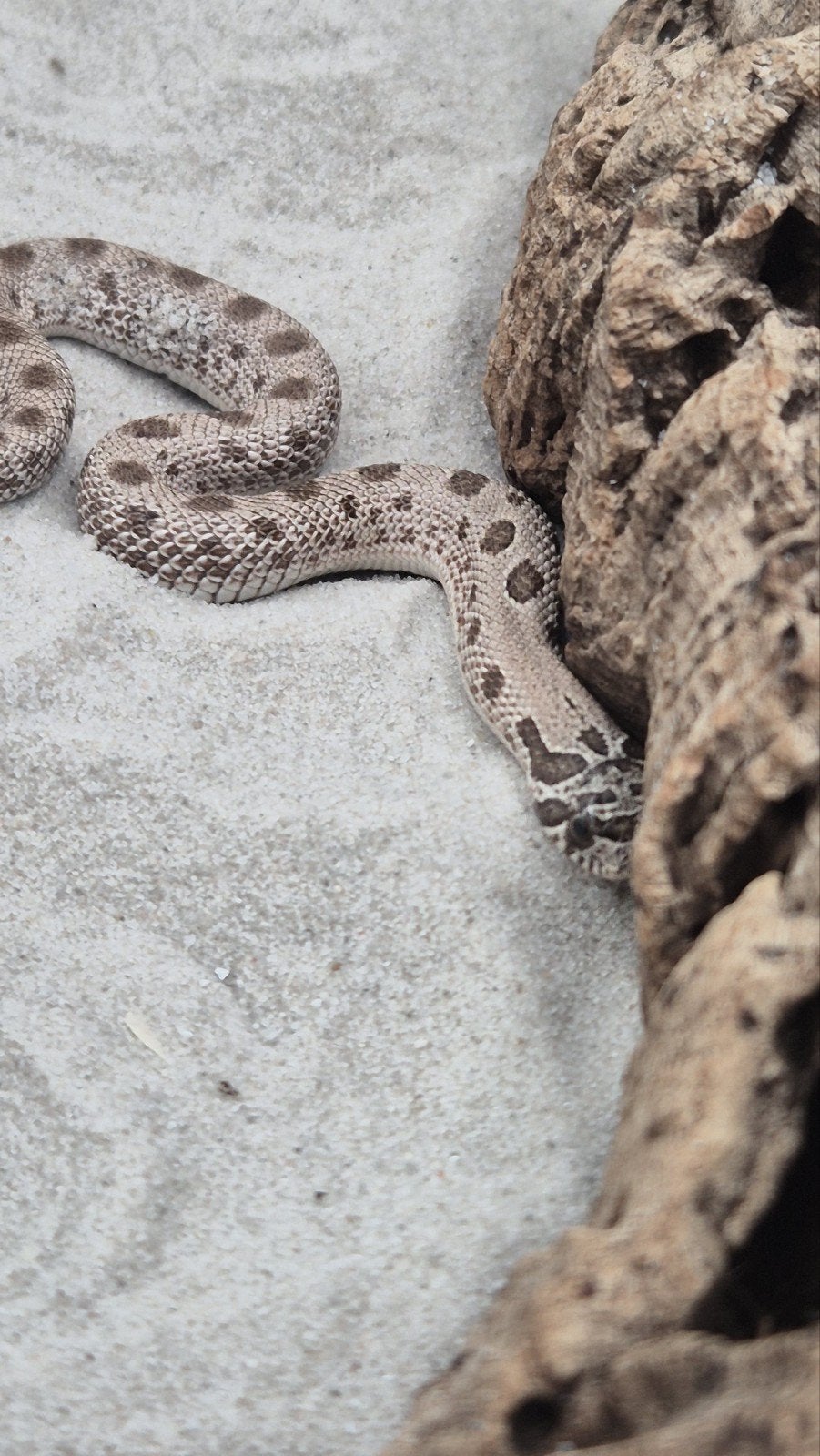 haakneusslang het maitai Hognose Snake photo 3