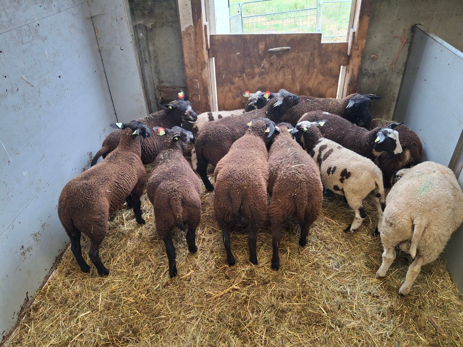 12 weide lammeren, Meerdere dieren, Schaap