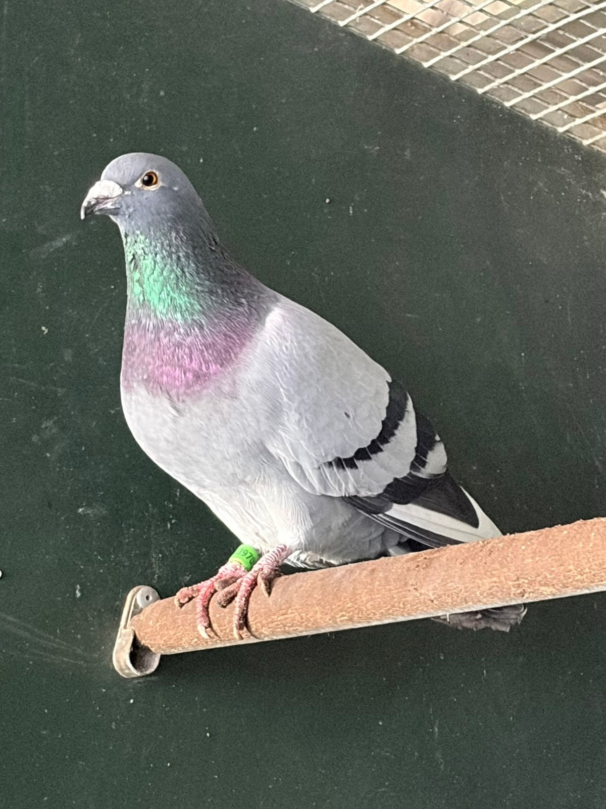 Sierduif, Dieren en Toebehoren, Vogels | Duiven, Vrouwelijk, Overige soorten