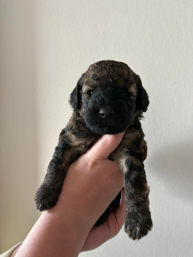 Te koop 2 prachtige mini labradoodles., Overige rassen, 8 tot 15 weken, Teef, Parvo
