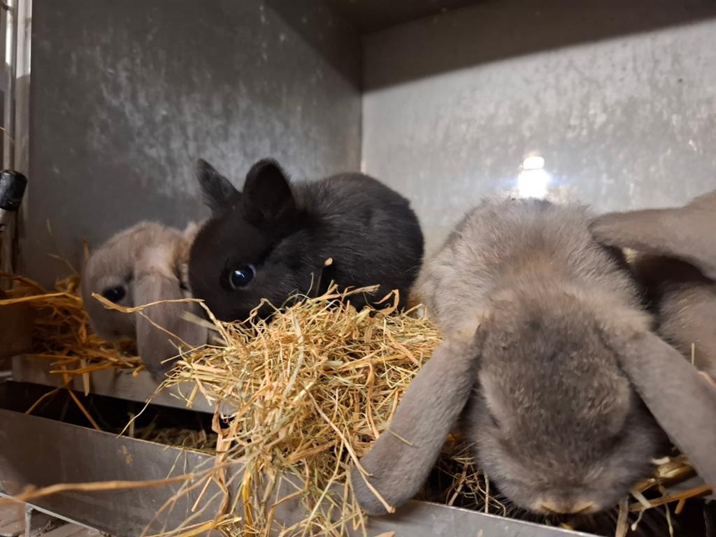 Mooie tamme konijntjes in verschillende kleuren, Dieren en Toebehoren, Meerdere dieren, Dwerg