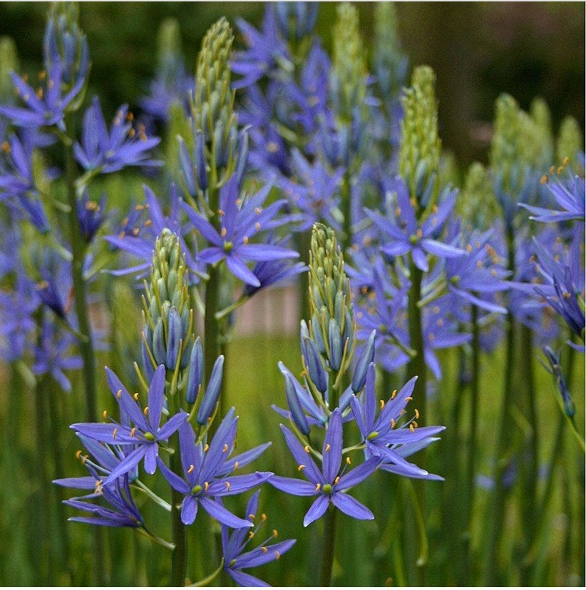 Camassia bollen najaar planten voorjaar genieten €2, Bodembedekkers, Volle zon, Vaste plant, Ophalen of Verzenden