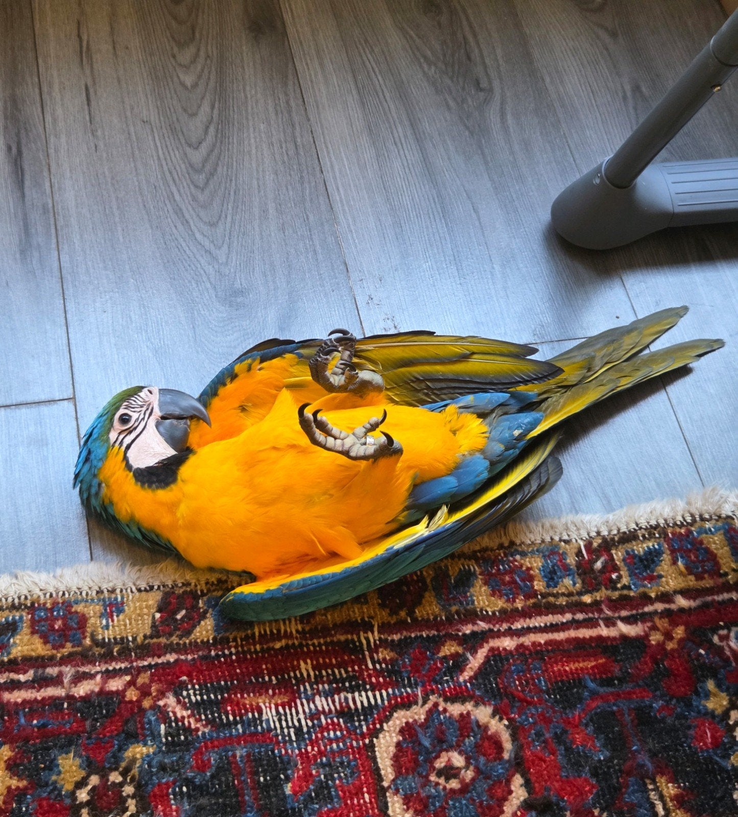 Jonge blauwgele ara, Dieren en Toebehoren, Mannelijk, Papegaai, Tam