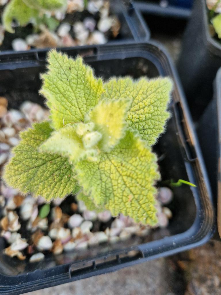 Ballote Rupestris vaste tuinplant, Tuin en Terras, Planten | Tuinplanten, Ophalen, Overige soorten, Volle zon