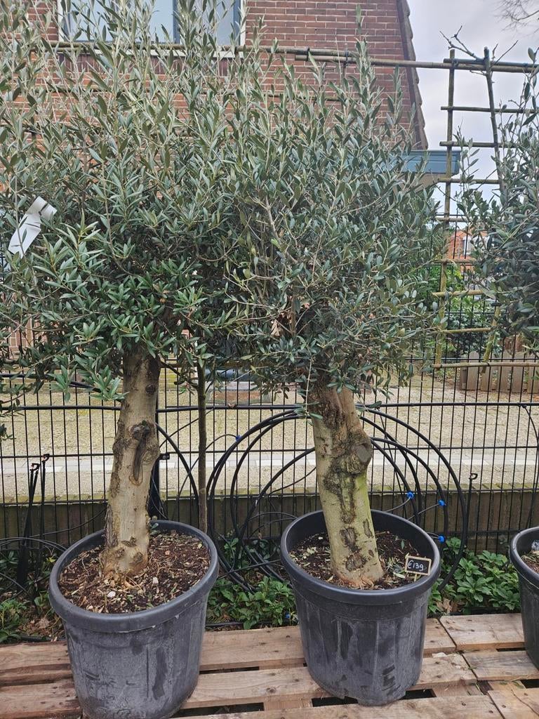 Olijfbomen 170/180 hoog dikke stam 125-139 euro, Tuin en Terras, Planten | Bomen, Volle zon, Ophalen of Verzenden, 100 tot 250 cm