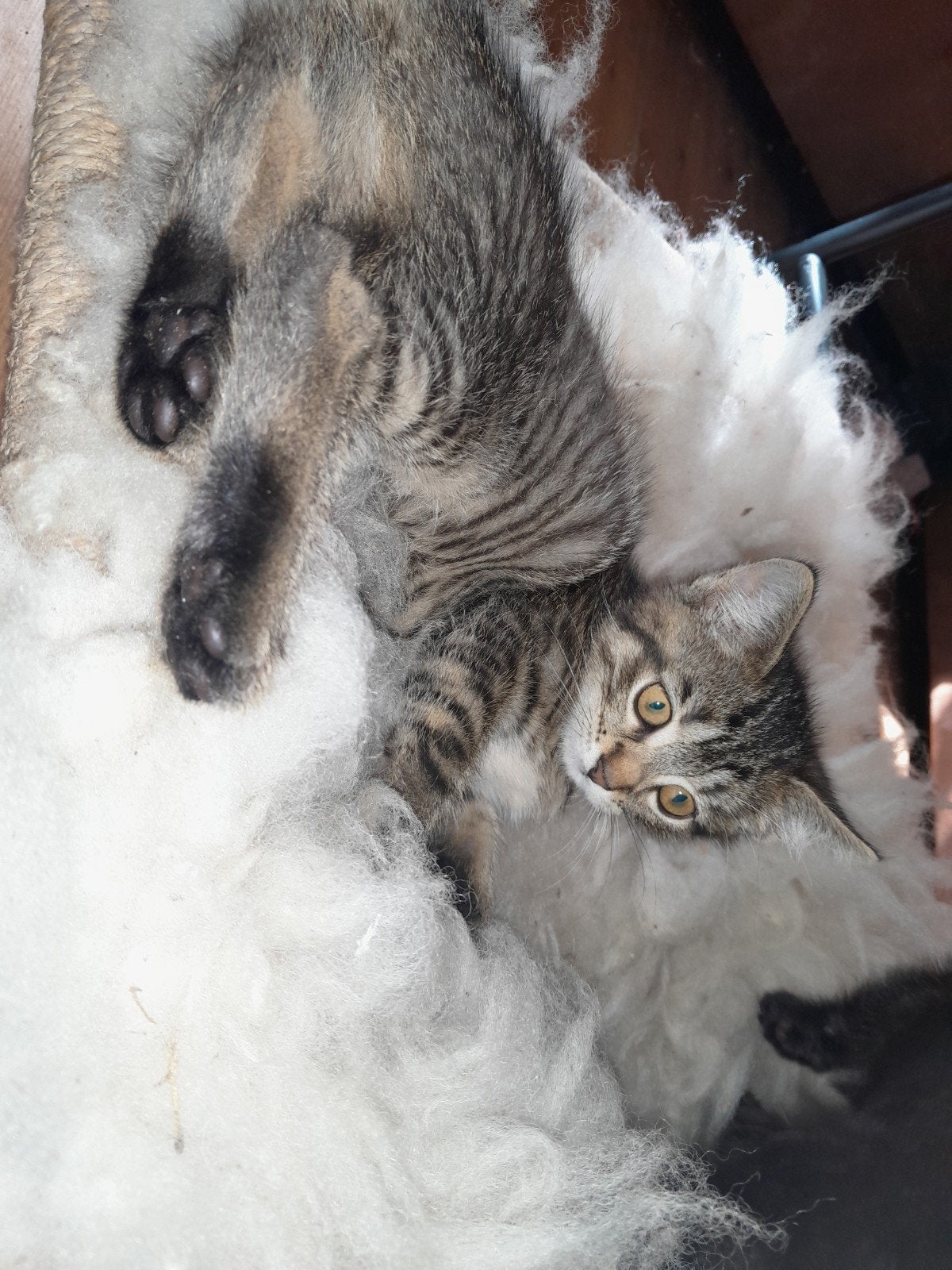 Mooie kruising Ragdoll kittens, Dieren en Toebehoren, Meerdere dieren, 0 tot 2 jaar