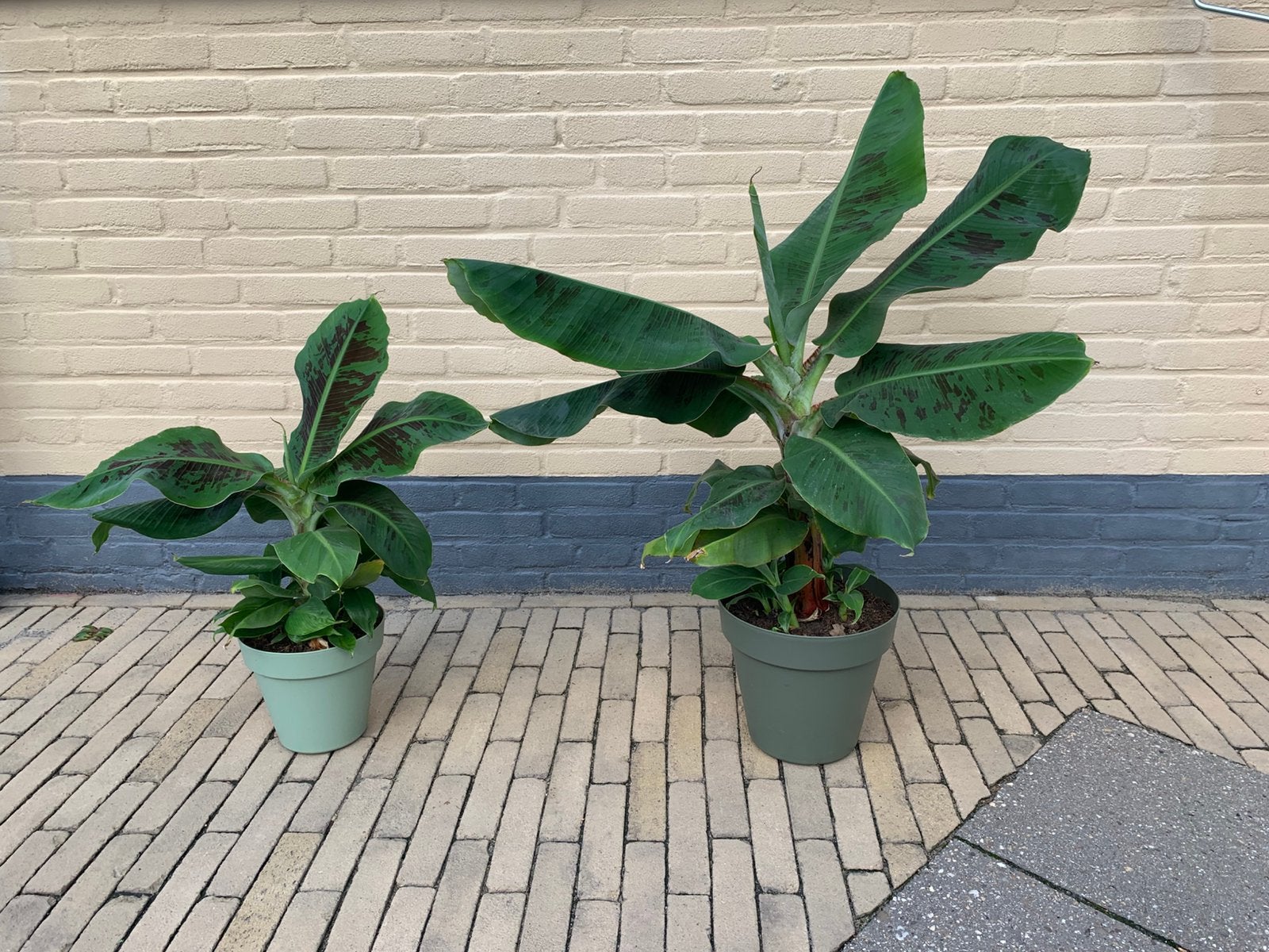 Bananenplanten, Tuin en Terras, Planten | Tuinplanten, Ophalen, Vaste plant, Overige soorten, Volle zon