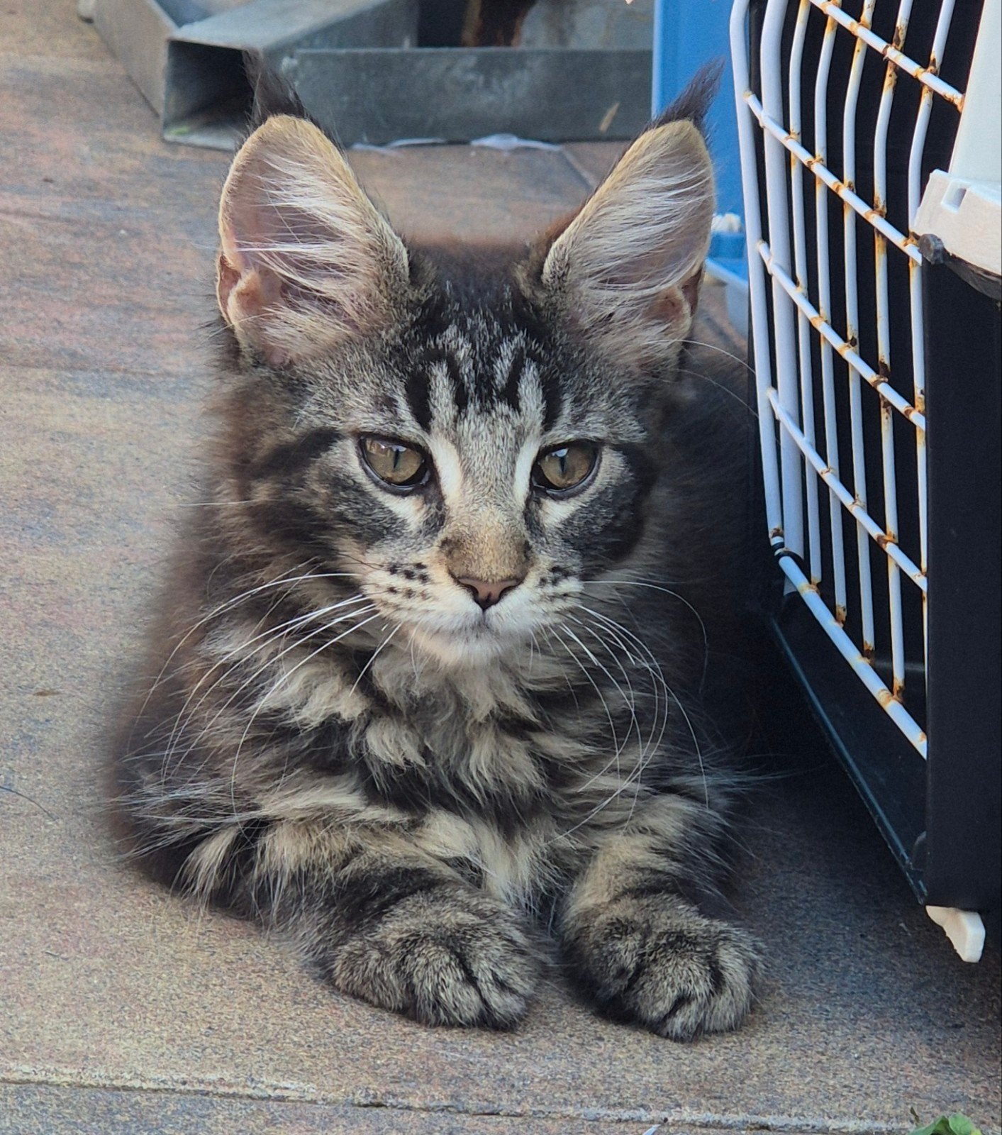 4 prachtige maine coon kittens met stamboom, Meerdere dieren, Met stamboom, 0 tot 2 jaar