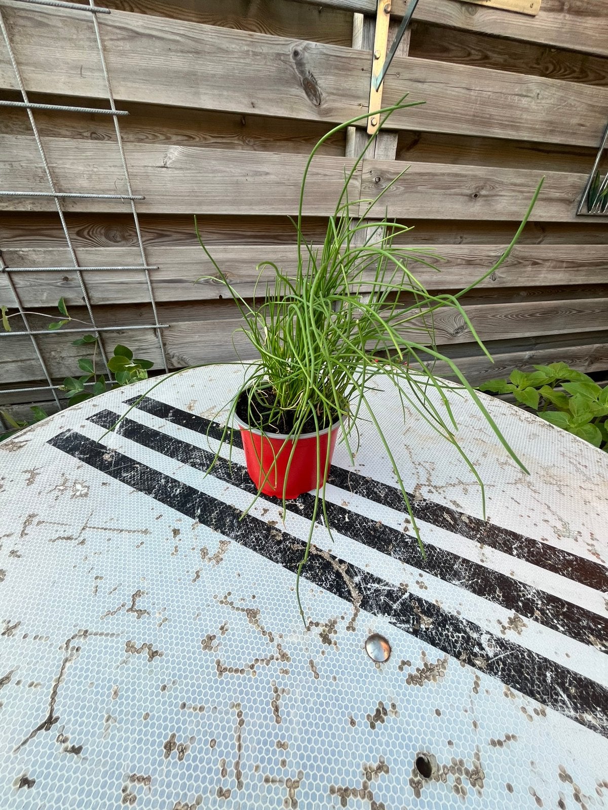 Bieslook kruiden, Tuin en Terras, Planten | Tuinplanten, Ophalen, Kruiden, Volle zon