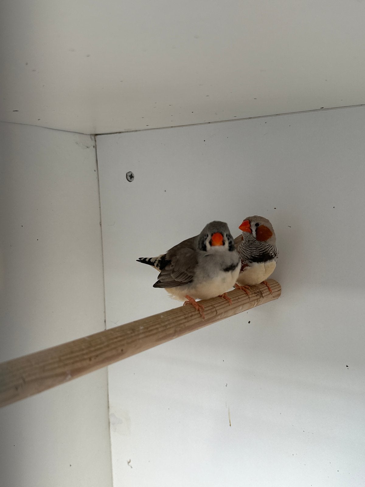 Koppel zebra vinken, Meerdere dieren, Tropenvogel