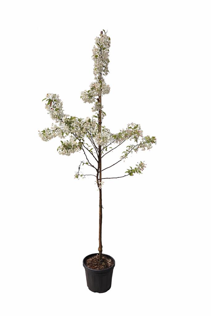 Malus red sentinel in pot, Ophalen, Volle zon, Vaste plant, Fruitplanten
