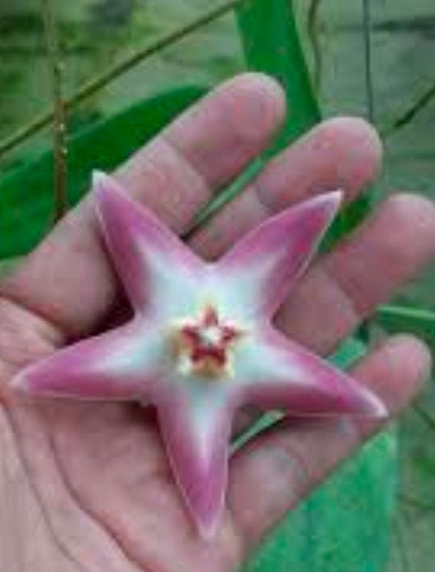 Hoya Stenaokei Pink 1 - zeldzaam, Ophalen, Overige soorten, Halfschaduw, Minder dan 100 cm