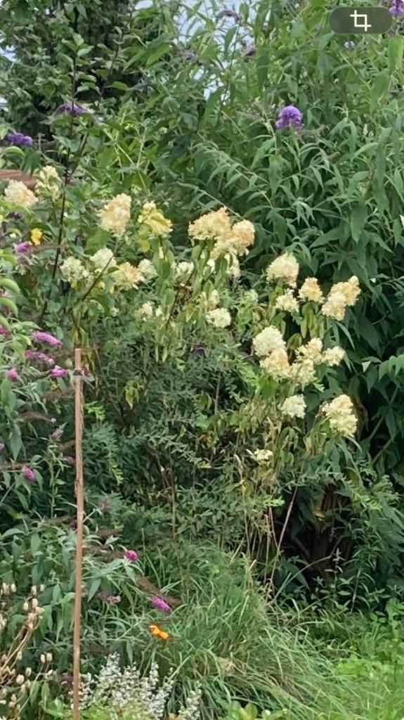 Pluimhortensia op stam, witbloeier, Ophalen, Zomer, Overige soorten, Halfschaduw