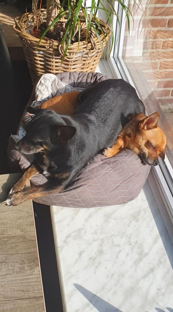 2 kruising chihuahhas zoeken een gouden mandje, Dieren en Toebehoren, Honden | Chihuahua's en Gezelschapshonden, 6 jaar of ouder