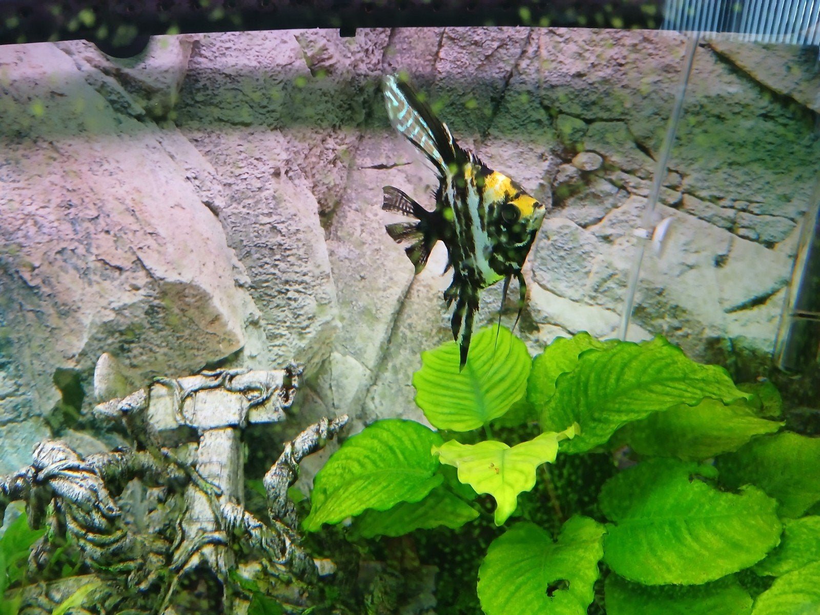 Vissen bestand te koop, Dieren en Toebehoren, Vissen | Aquariumvissen, Vis