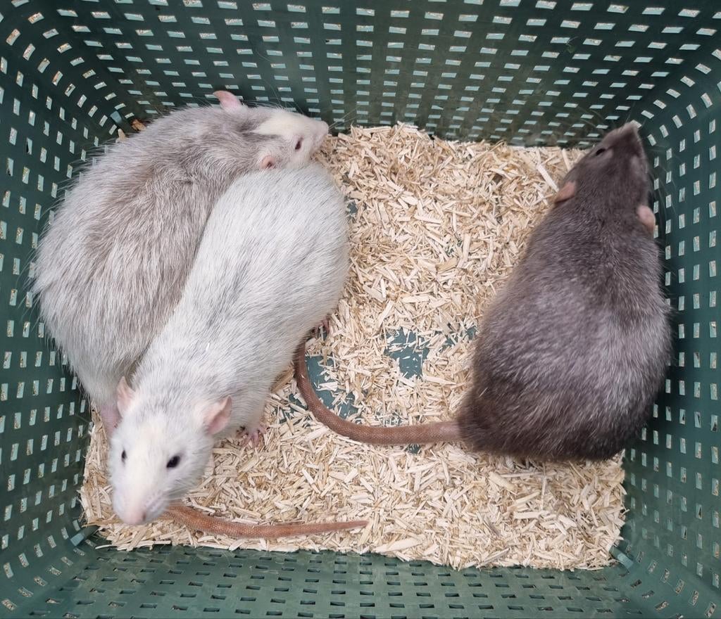 Meerdere jonge ratjes, handtam en lief, Dieren en Toebehoren, Knaagdieren, Rat, Maart, Meerdere dieren, Tam