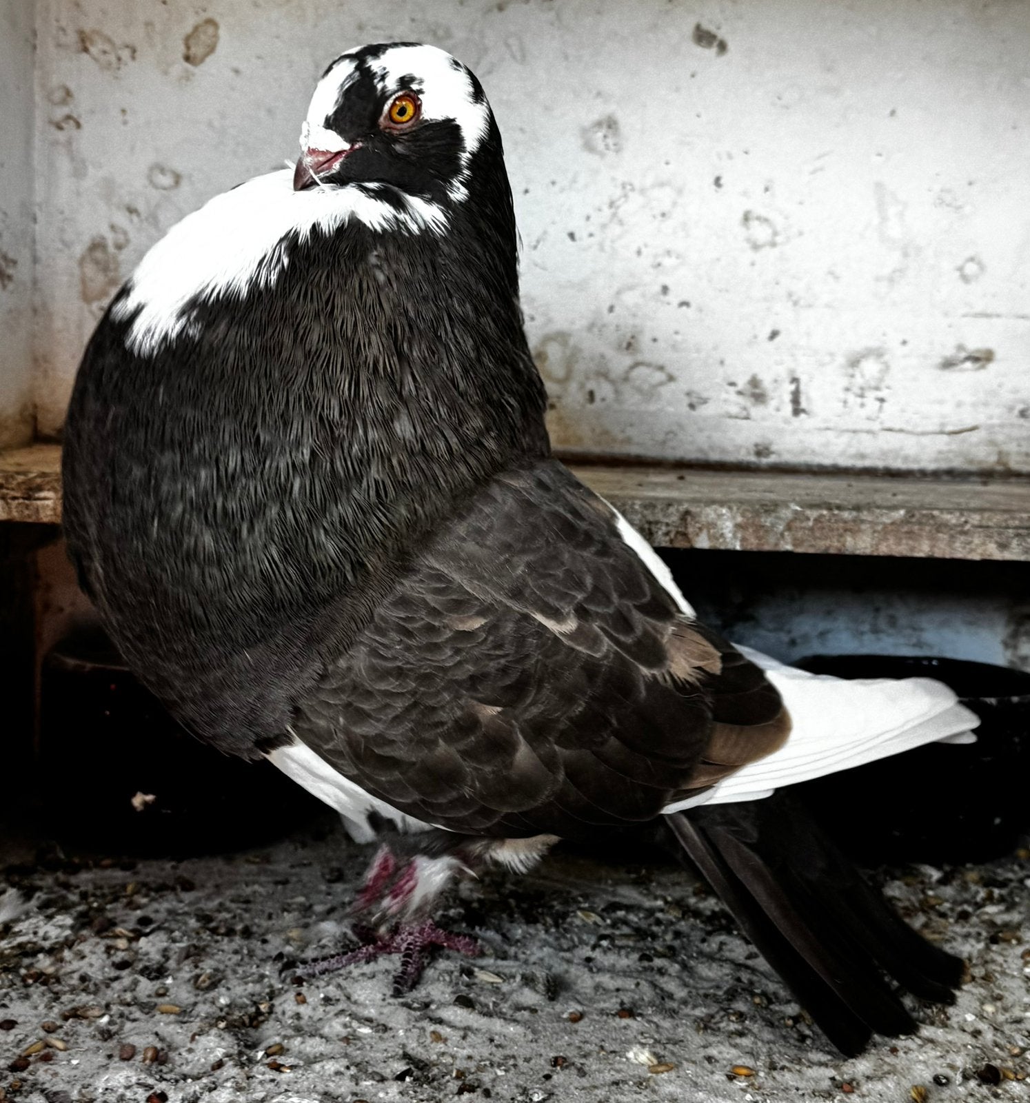 Chocobonte half Gaditano, Dieren en Toebehoren, Vrouwelijk, Kropper