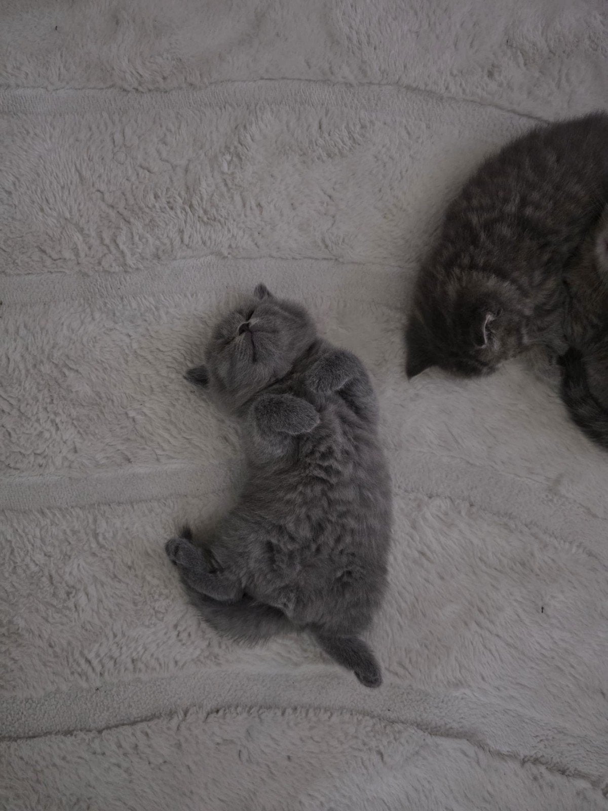 Britse korthaar kittens, Dieren en Toebehoren, Meerdere dieren