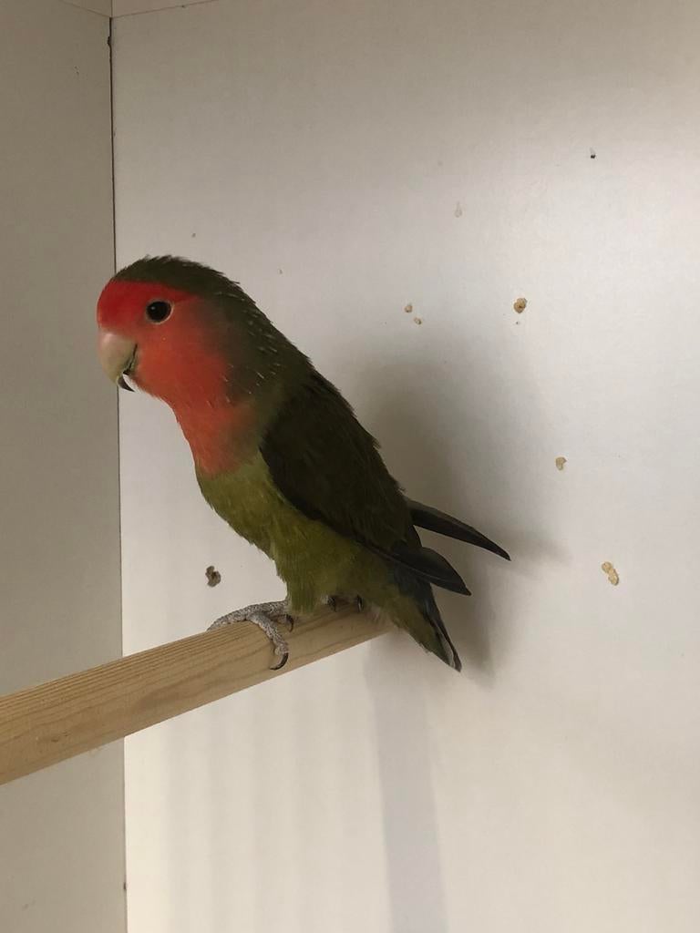 Agapornis