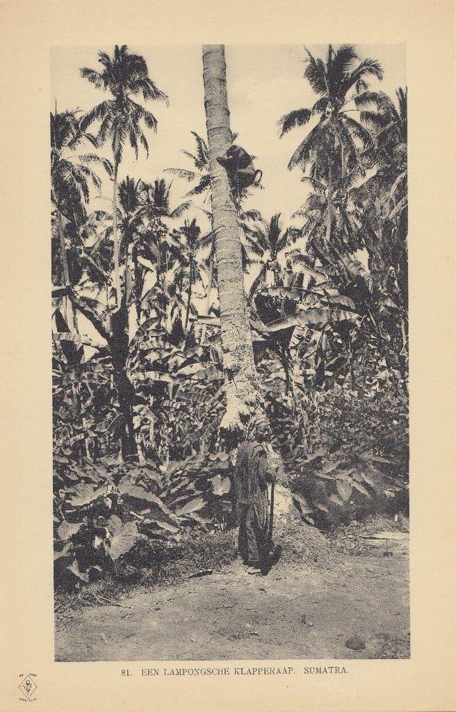 1910 Originele fotogravure Sumatra, Indonesië, Foto, Zo goed als nieuw, Voor 1940, Buitenland