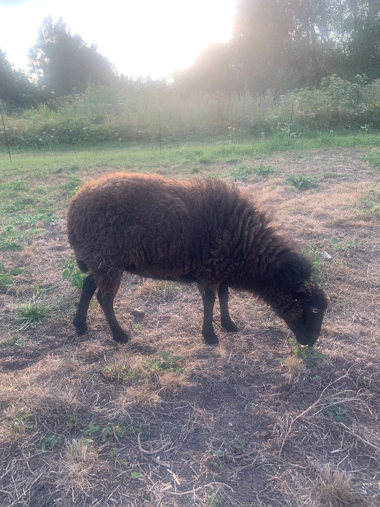 Mooi bruin Ouessant schaap, Dieren en Toebehoren, Vrouwelijk, Schaap, 6 jaar of ouder
