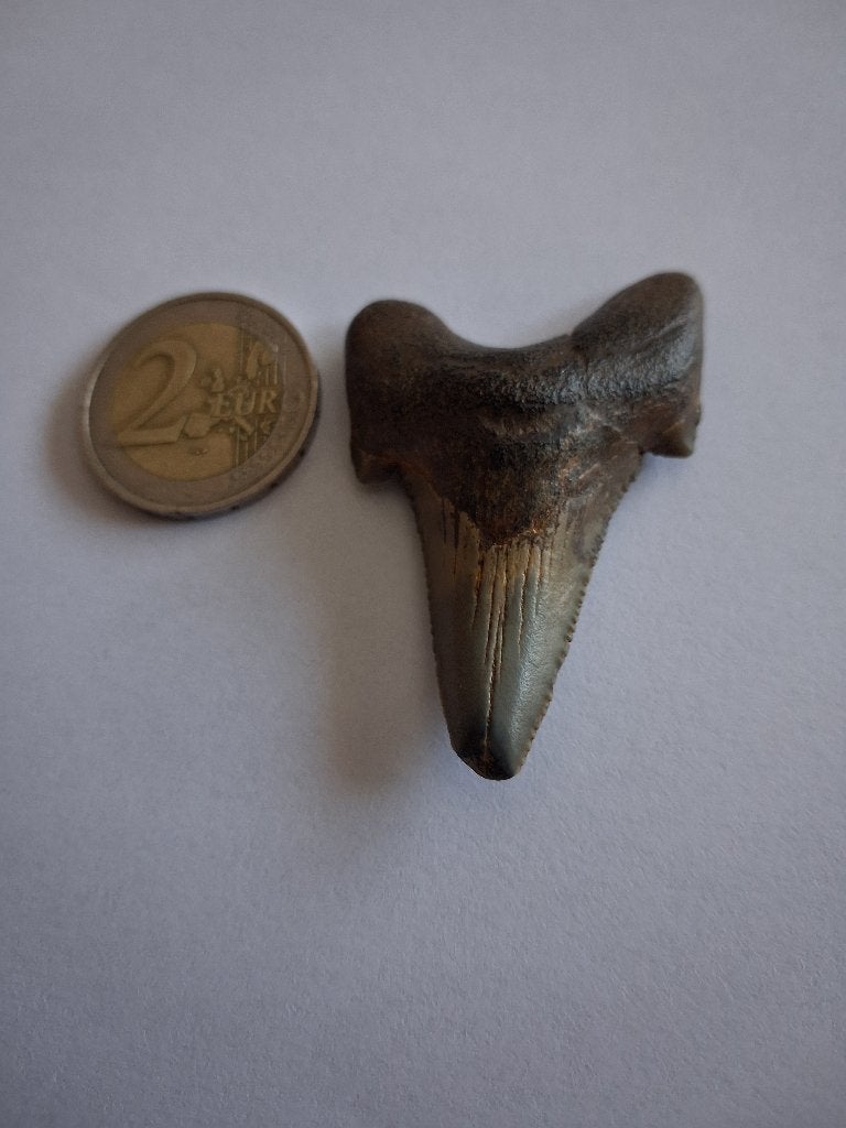 Fossiele haaientand (Otodus Auriculatus), Verzamelen, Ophalen of Verzenden, Fossiel