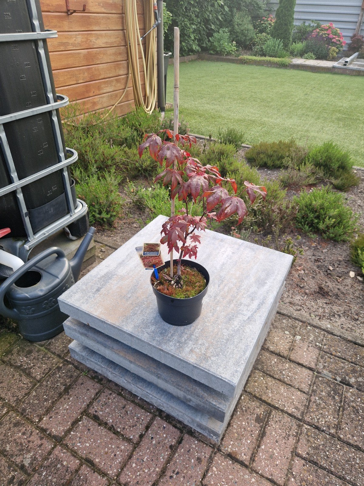 japanse esdoorn, Tuin en Terras, Planten | Bomen, Overige soorten, 100 tot 250 cm, Zomer, Ophalen