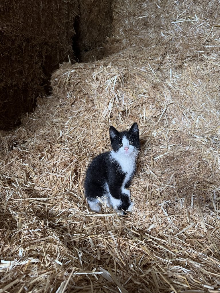 Boederijkitten, Dieren en Toebehoren, Kater, Kortharig, 0 tot 2 jaar