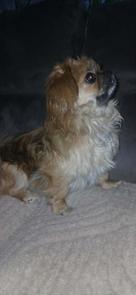 prachtig pekineesje, Dieren en Toebehoren, Honden | Chihuahua's en Gezelschapshonden, HCC (leverziekte), 15 weken tot 1 jaar, Teef