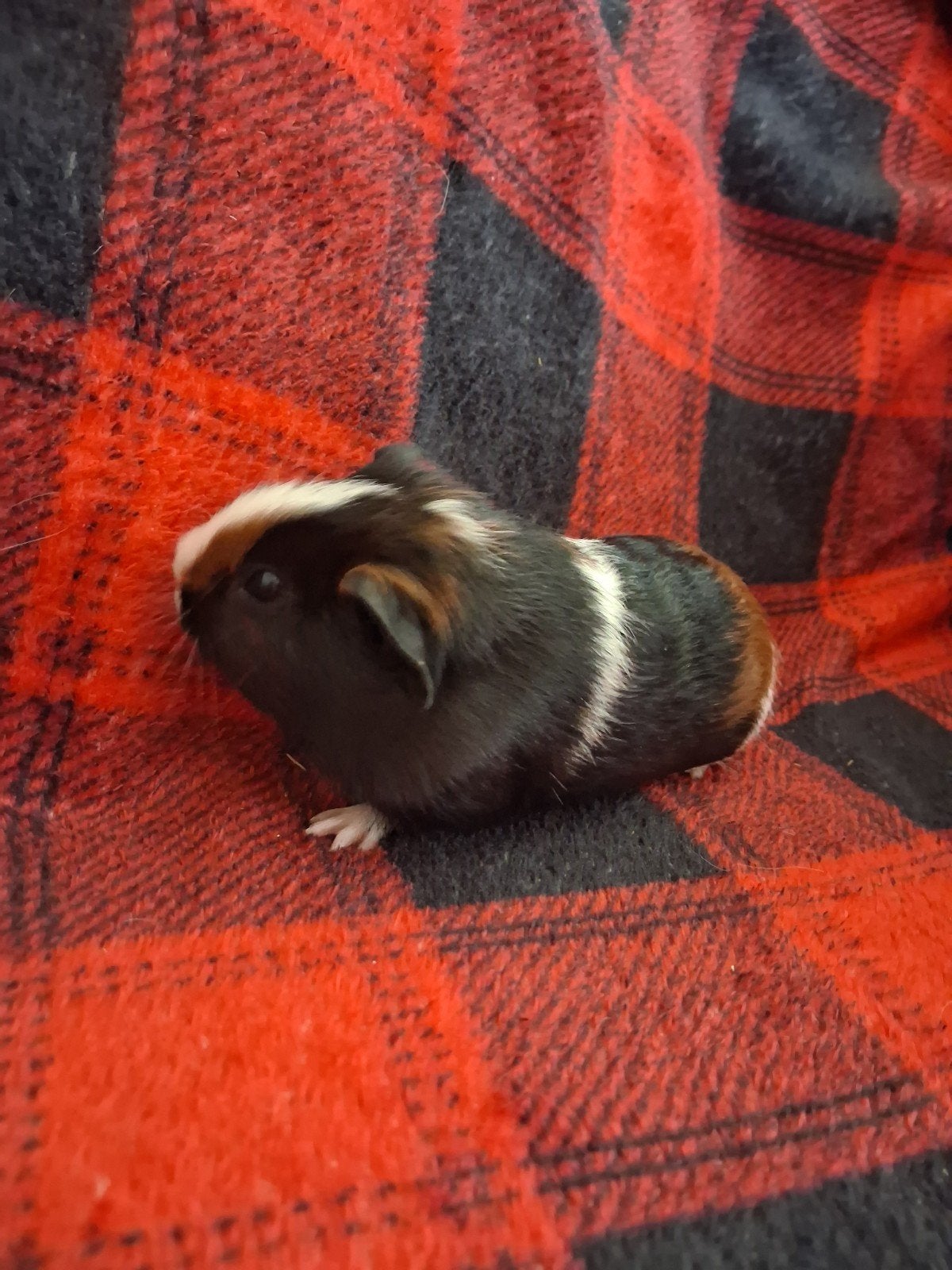 jonge cavia, Cavia, Augustus, Mannelijk, Tam
