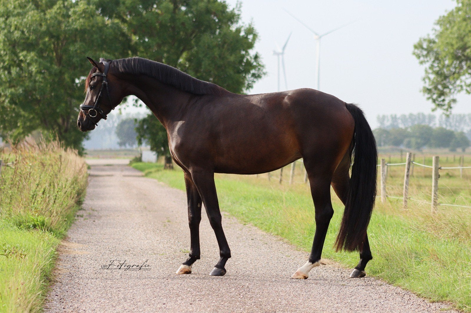 Mooie 4 jarige dressuurmerrie ,v For Romance, +-164cm, Merrie, Dressuurpaard, Zadelmak, 3 tot 6 jaar